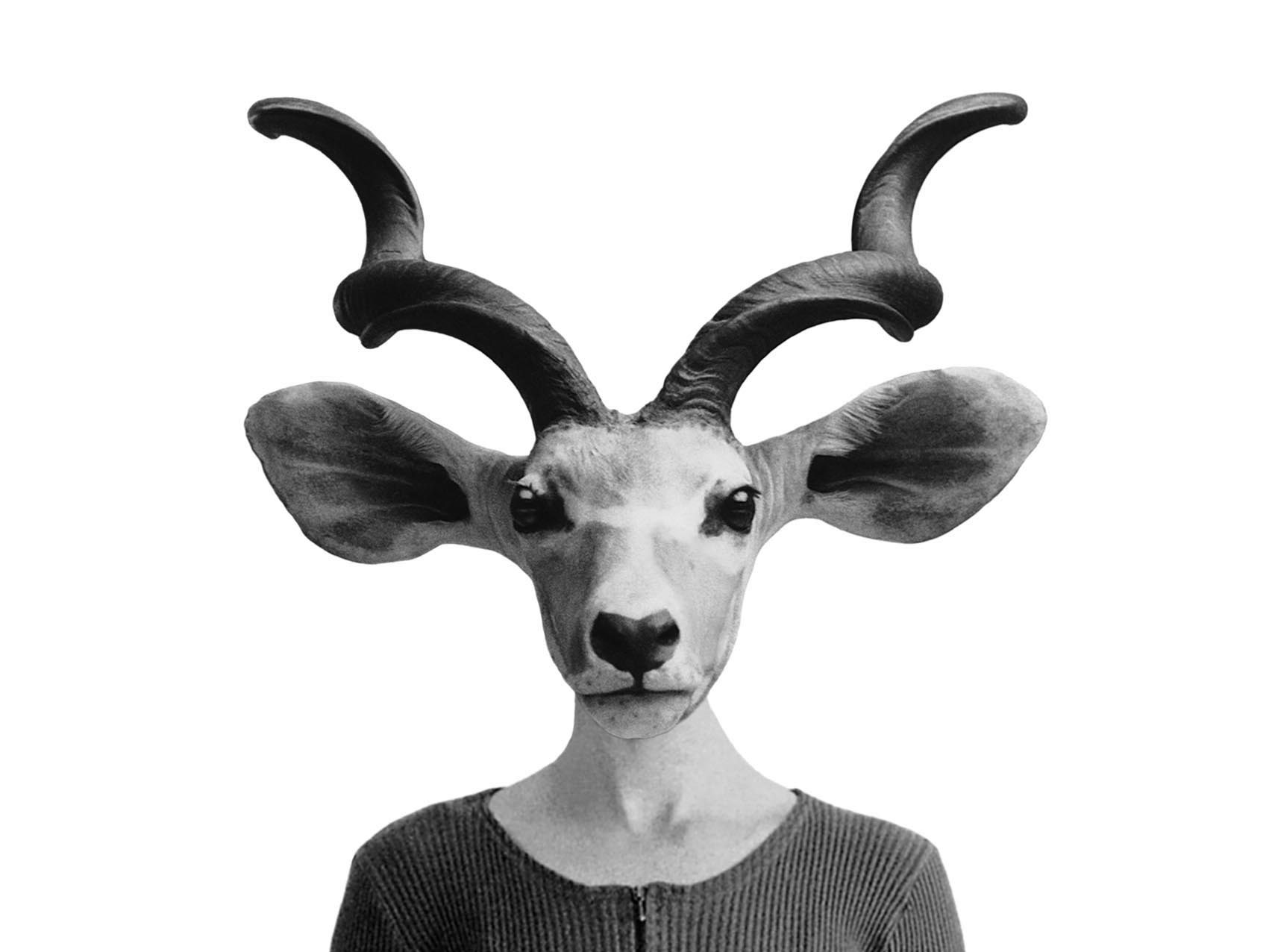 antelope background