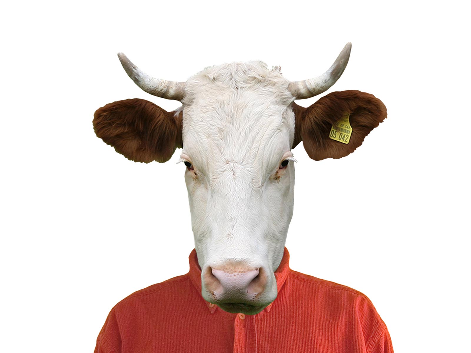 Cow background