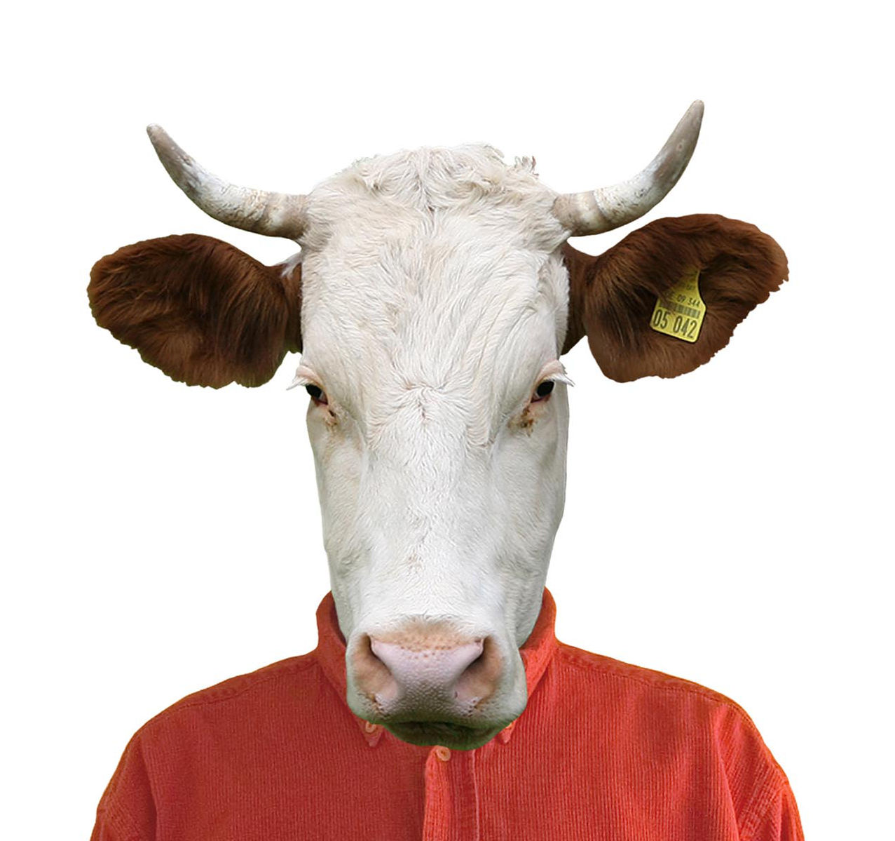 startpage cow digital